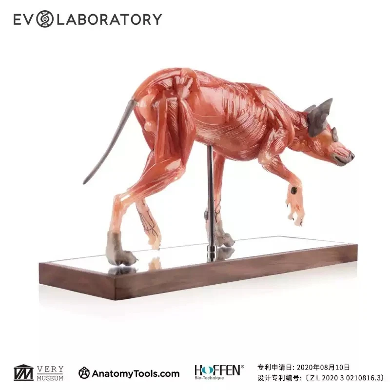 【IN-STOCK】Evolaboratory Wolf Education Model Muscle Anatomy 17cm 1/6