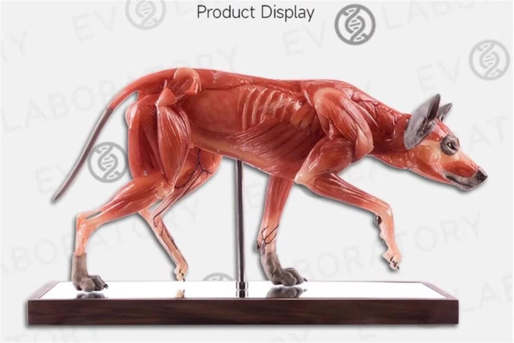 【IN-STOCK】Evolaboratory Wolf Education Model Muscle Anatomy 17cm 1/6