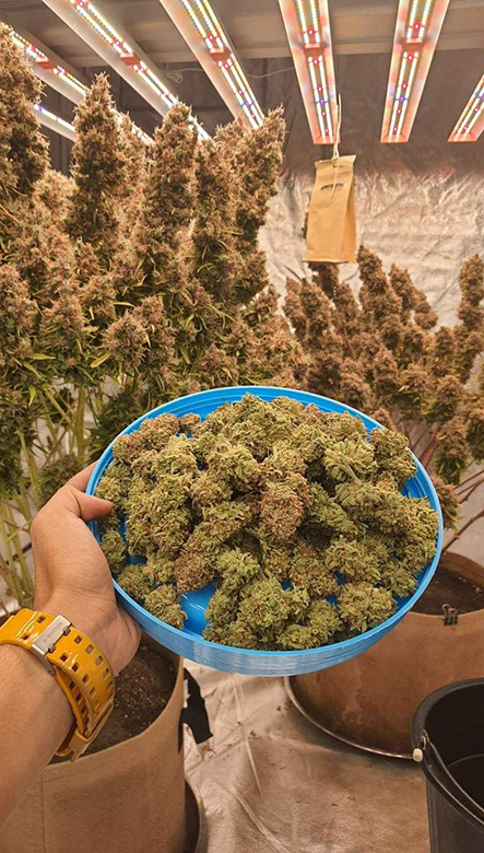 Big Buds, High Yield-Shannon Pature