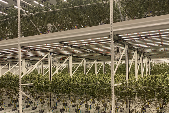 Vertical Farming LED Grow