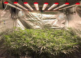 Grow Tents LED Grow