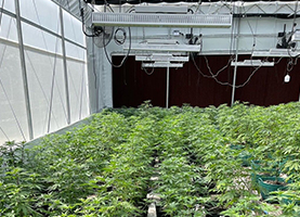 Greenhouse LED Grow