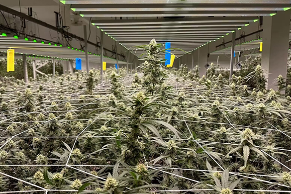 Commercial Grow Room