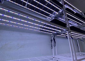 Cloning/Seedling Lighting