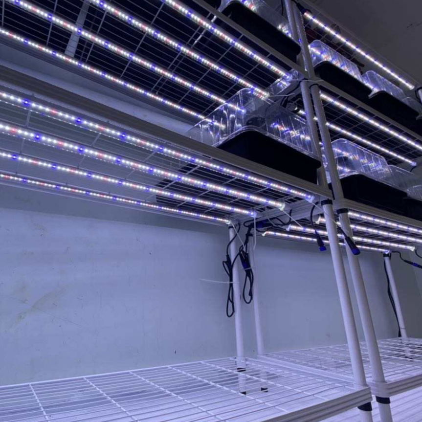 Vegic Series Customized Led T8 T5 15W 18W 20W 36W 60W Full Spectrum Hydroponic System Veg Clone Seedling Led Grow Light Tube