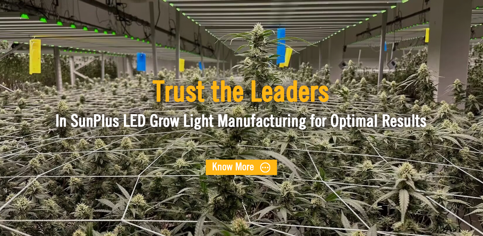 Trust the Leaders  In SunPlus LED Grow Light Manufacturing for Optimal Results