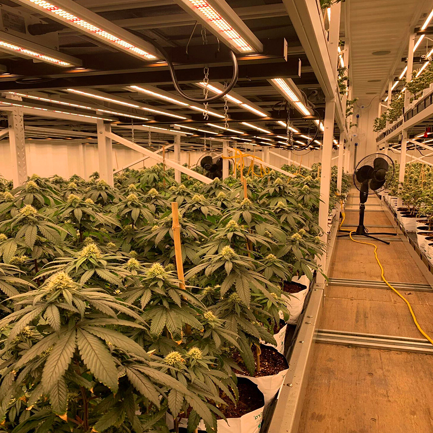 Enhancing Horticultural Success: The Advantages of Partnering with a B2B LED Grow Lights Manufacturer