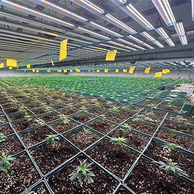 Optimizing Growth: Understanding the PPFD Requirements of Weed Seedlings under SunPlus LED Grow Lights