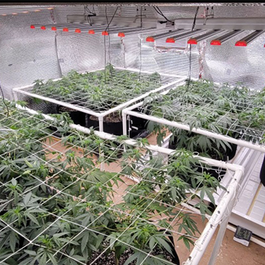 Unveiling the Hidden Potential: Novel Aspects of LED Grow Lights for Indoor Plants
