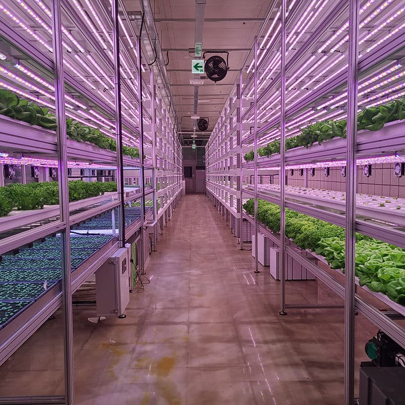 Custom LED Grow Light Strips for Vegetable & Fruit Cultivation Farming Indoor Hydroponics Lighting Solution