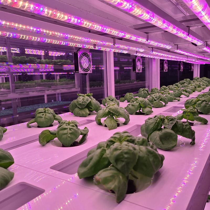 Custom LED Grow Light Strips for Vegetable & Fruit Cultivation Farming Indoor Hydroponics Lighting Solution