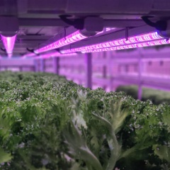 Custom LED Grow Light Strips for Vegetable & Fruit Cultivation Farming Indoor Hydroponics Lighting Solution