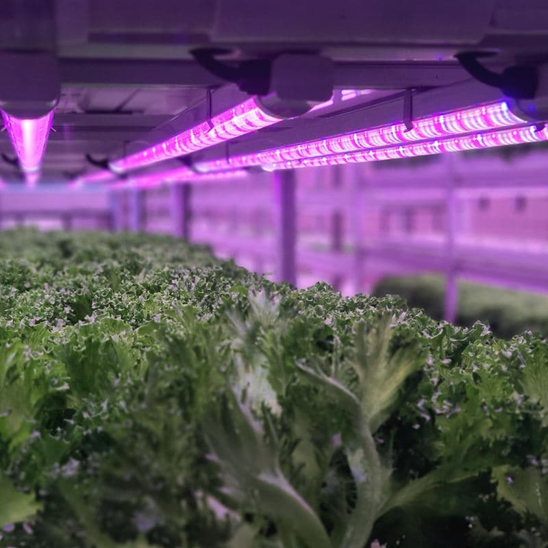 Custom LED Grow Light Strips for Vegetable & Fruit Cultivation Farming Indoor Hydroponics Lighting Solution