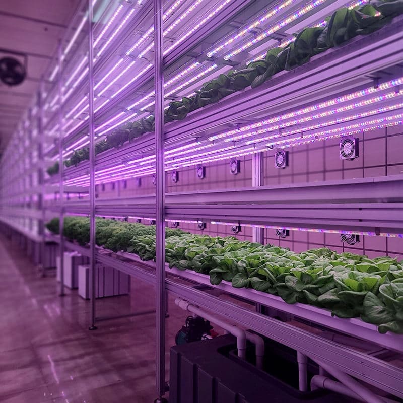 Custom LED Grow Light Strips for Vegetable & Fruit Cultivation Farming Indoor Hydroponics Lighting Solution