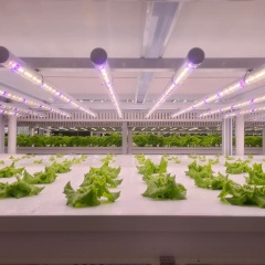 Custom LED Grow Light Strips for Vegetable & Fruit Cultivation Farming Indoor Hydroponics Lighting Solution