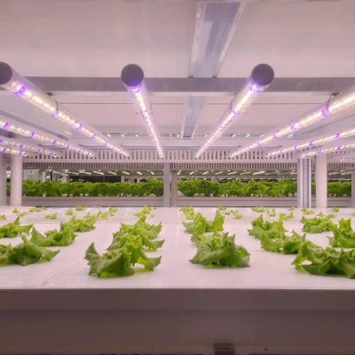 Custom LED Grow Light Strips for Vegetable &amp; Fruit Cultivation Farming Indoor Hydroponics Lighting Solution