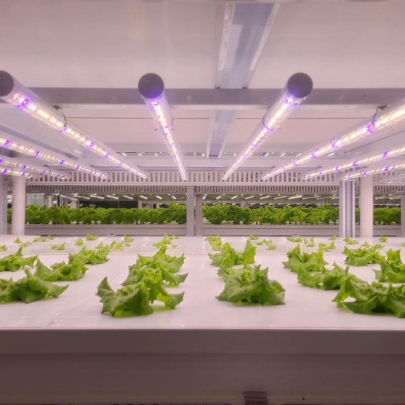 Custom LED Grow Light Strips for Vegetable & Fruit Cultivation Farming Indoor Hydroponics Lighting Solution