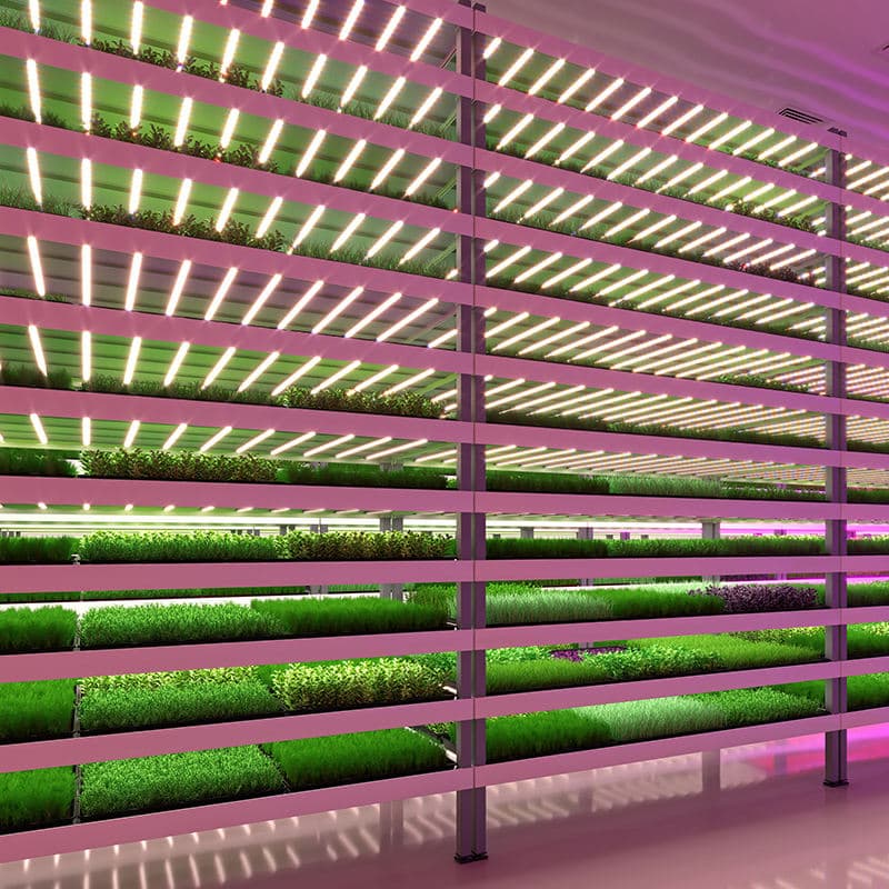 Custom LED Grow Light Strips for Vegetable & Fruit Cultivation Farming Indoor Hydroponics Lighting Solution