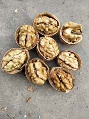 Washed walnut in shell 185