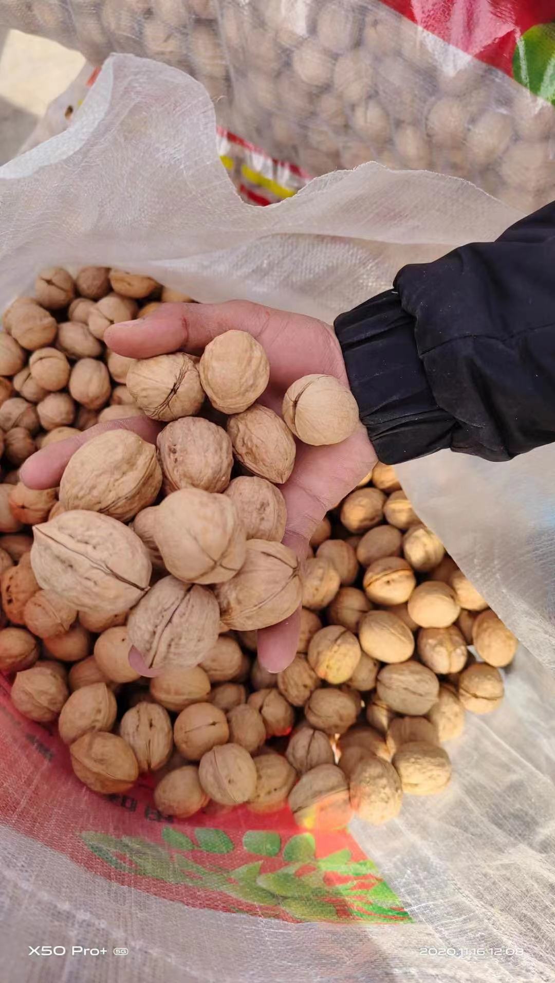 Washed walnut in shell Xingfu Type