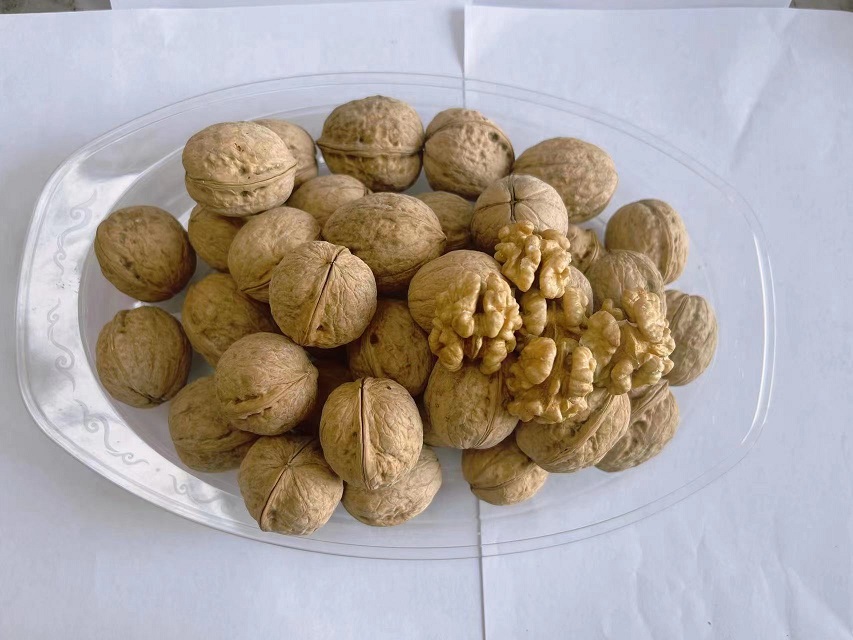 Unwashed walnut in shell 185