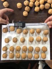 Washed &amp; Unwashed walnut in shell Shanxi Type
