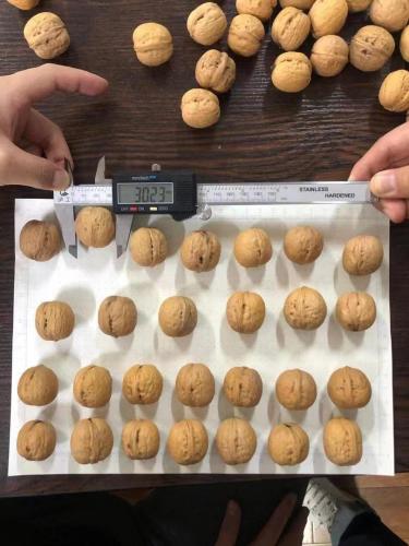 Washed & Unwashed walnut in shell Shanxi Type