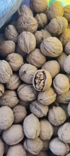 Washed walnut in shell Xingfu Type