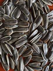 sunflower seeds 361 type