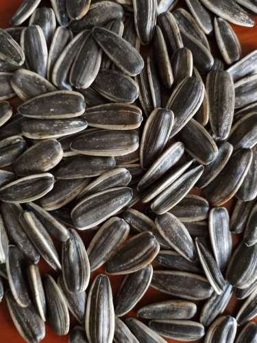 sunflower seeds 361 type