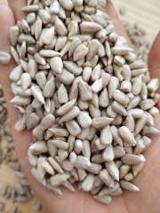 sunflower seeds kernel