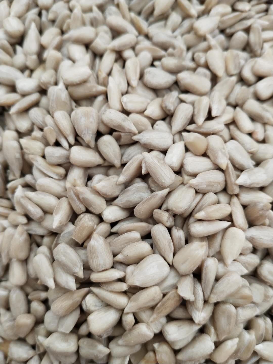 sunflower seeds kernel