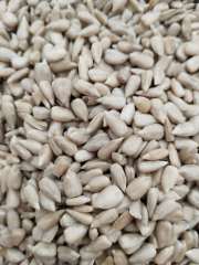 sunflower seeds kernel