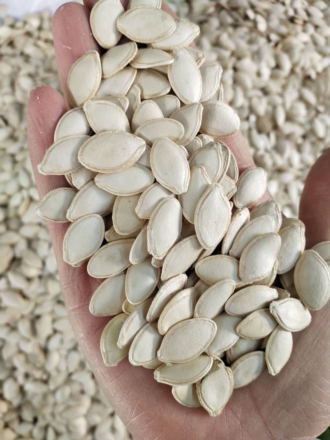 Shine Skin pumpkin seeds