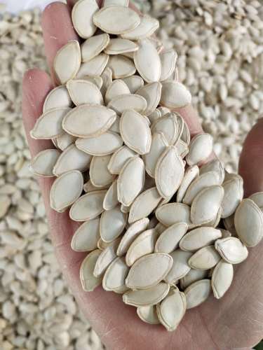 Shine Skin pumpkin seeds
