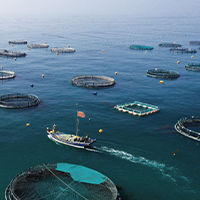 Deep-Sea Farming