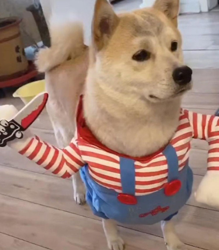 Pets funny clothes funny dog with knife clothes cat dog funny with knife clothes