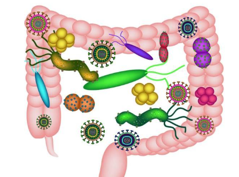 Intestine Microbiome, Metabolism and Host Immunity --Chapter Ⅲ