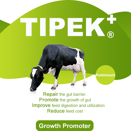 Tipek+ (Ruminant)