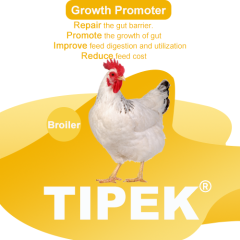 Tipek (Poultry)