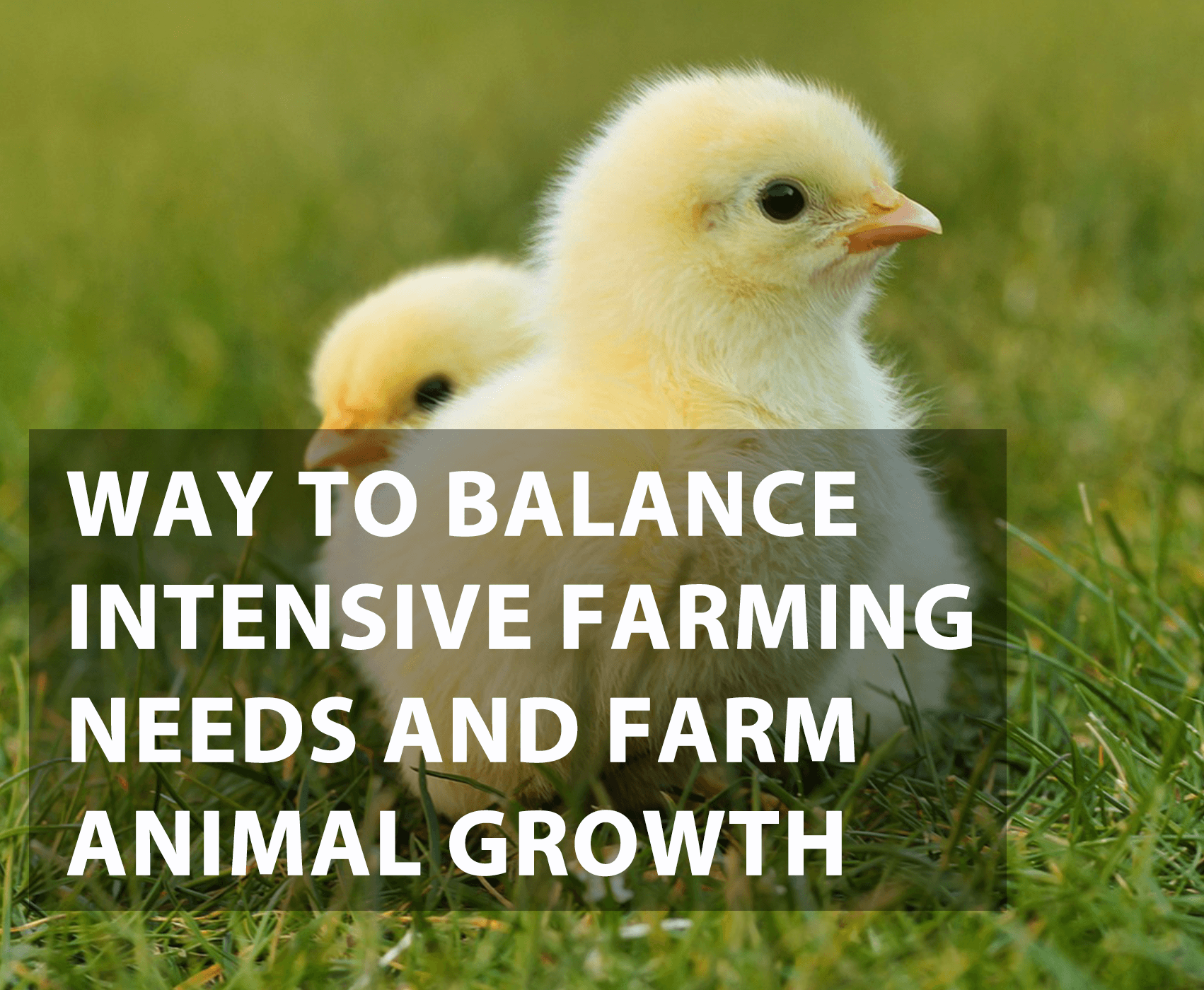 Way to Balance Intensive Farming Needs and Farm Animal Growth