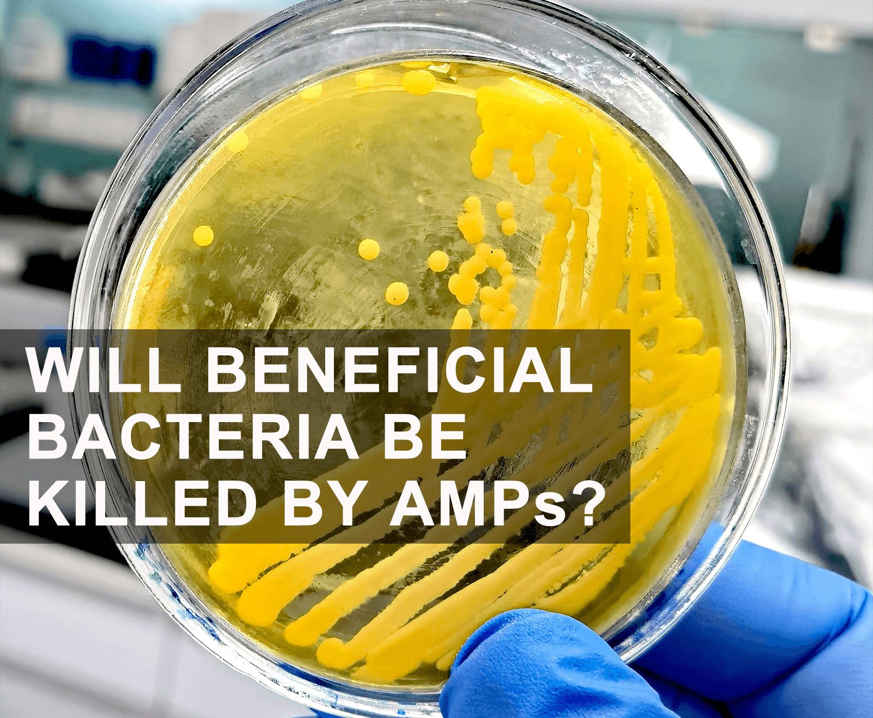 Will Beneficial Bacteria be Killed by AMPs (Defensin)?