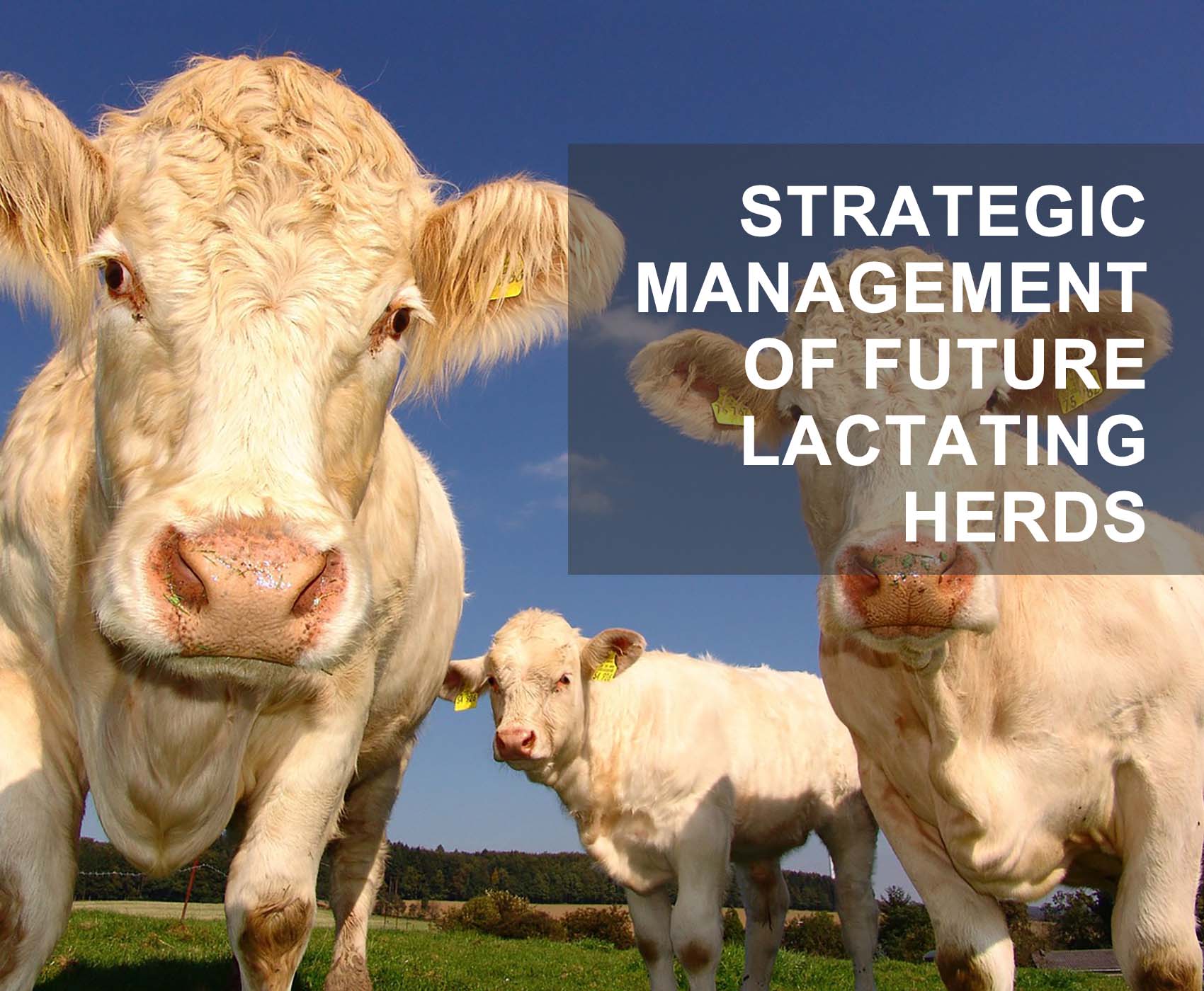 Strategic Management of Future Lactating Herds