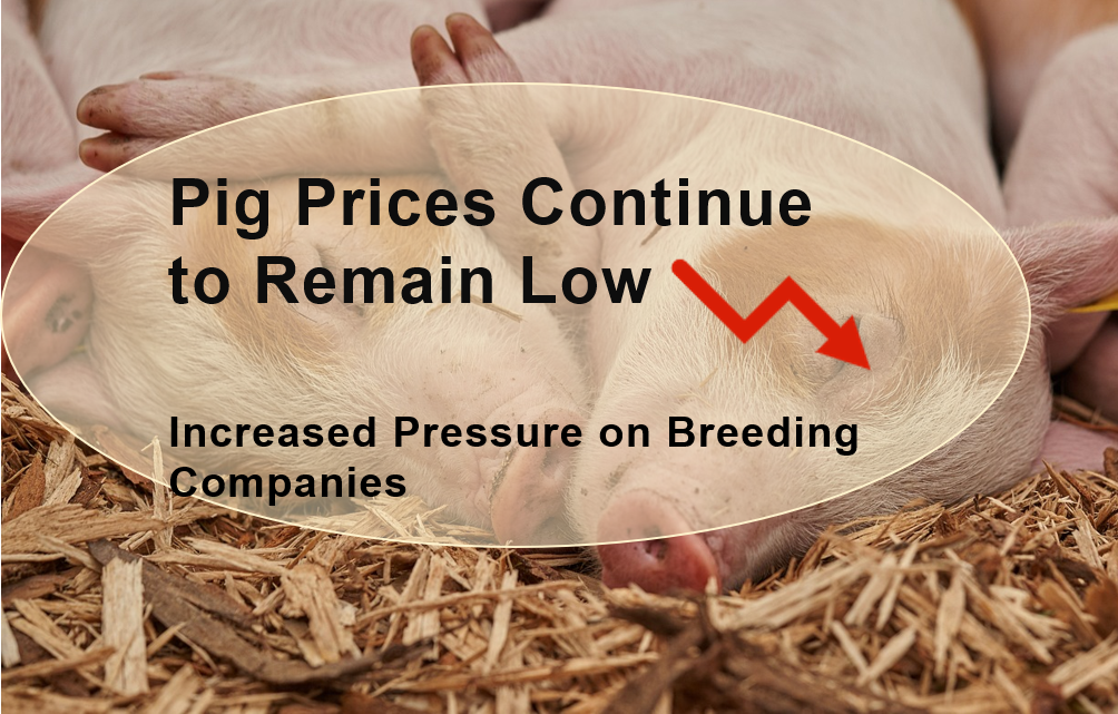 Pig Prices Continue to Remain Low ▏Increased Pressure on Breeding Companies