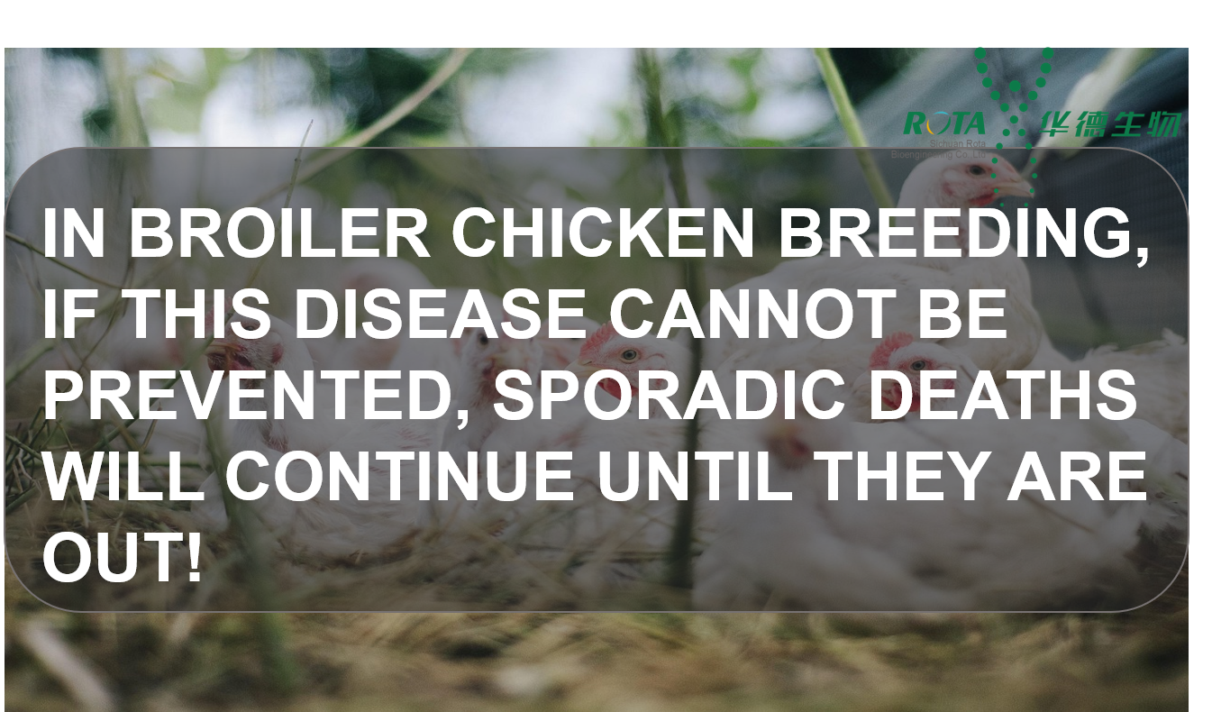 In Broiler Chicken Breeding,If This Disease Cannot Be Prevented,Sporadic Deaths Will Continue Until They Are Out!