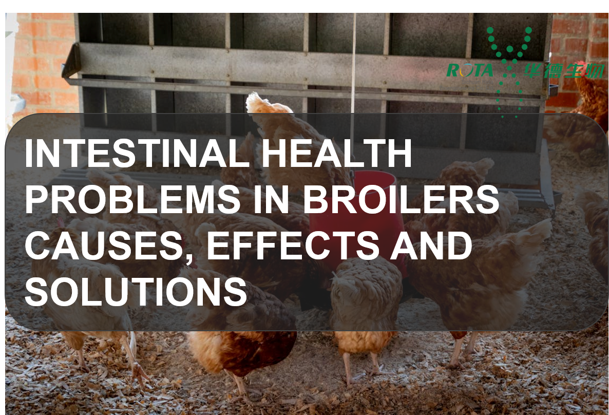 Intestinal Health Problems in Broilers: Causes, Effects and Solutions