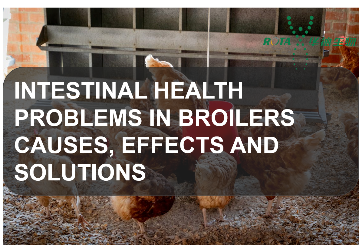 Intestinal Health Problems in Broilers: Causes, Effects and Solutions