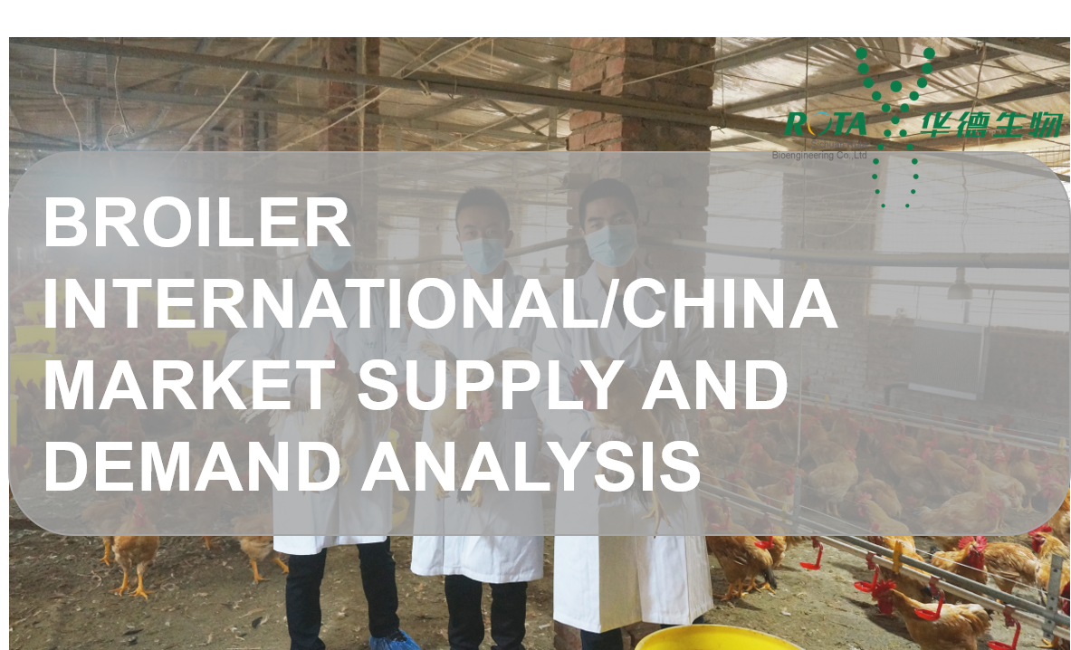 Broiler International/China Market Supply and Demand Analysis