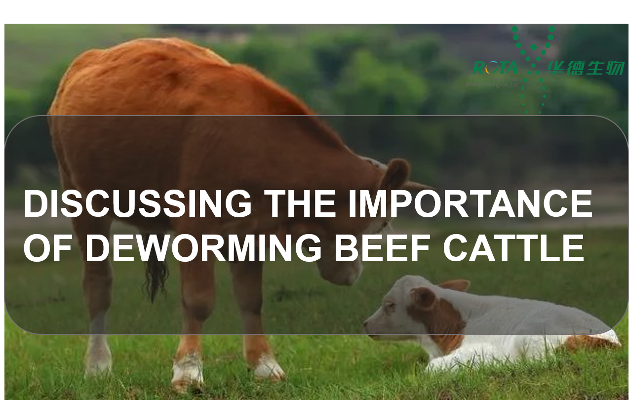 Discussing the Importance of Deworming Beef Cattle