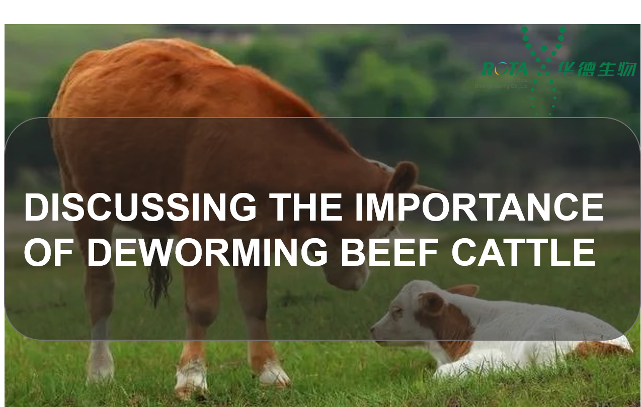 Discussing the Importance of Deworming Beef Cattle